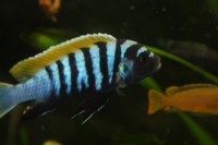 /album/fotogaljerjeja/tsinotilyapiya-yalo-rif-jpg/